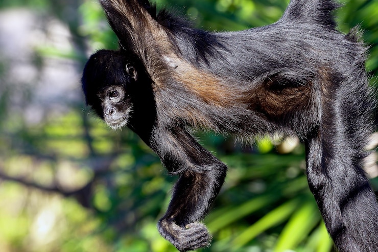 Photo close-up of monkey on tree