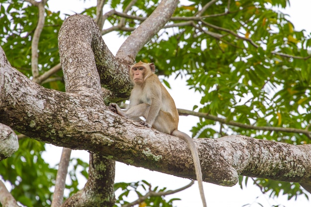 Close up Monkey on tree