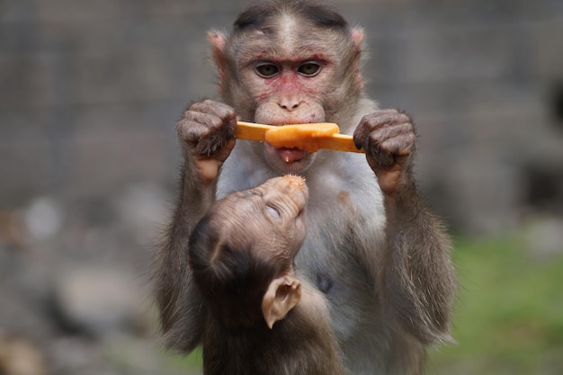 赤ちゃんがアイスクリームを食べている猿のクローズアップ