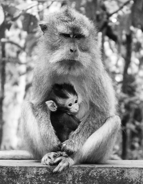 Foto prossimo piano di una scimmia con un bambino