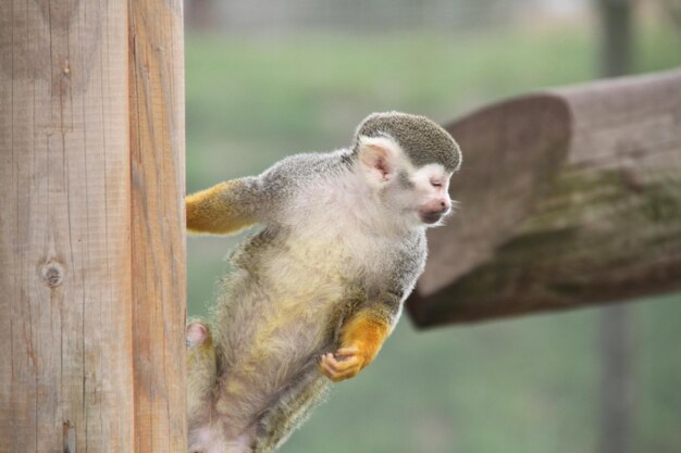 Close-up of monkey on wood