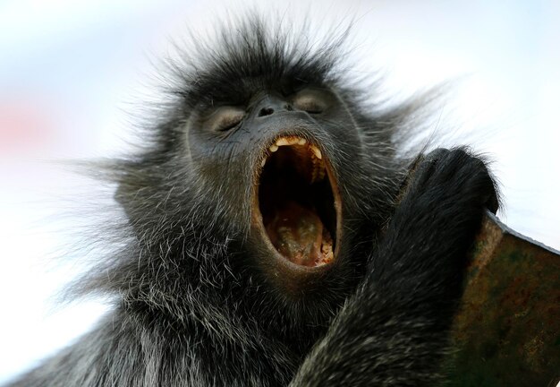 Photo close-up of monkey yawning on metal