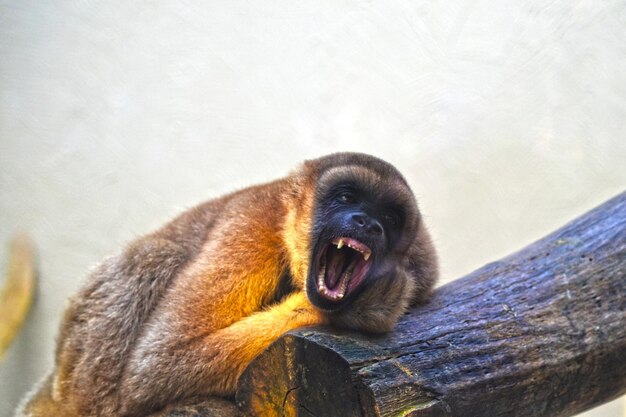 Close-up of monkey yawning