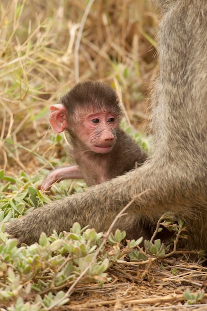 Close-up of a monkey