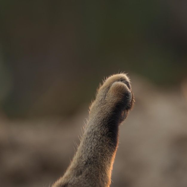 Close-up of a monkey