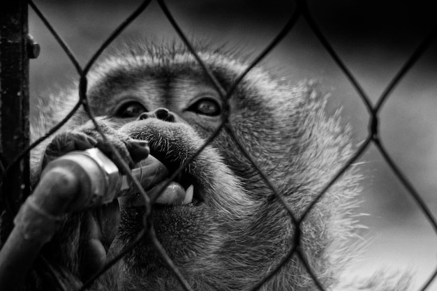 Photo close-up of monkey