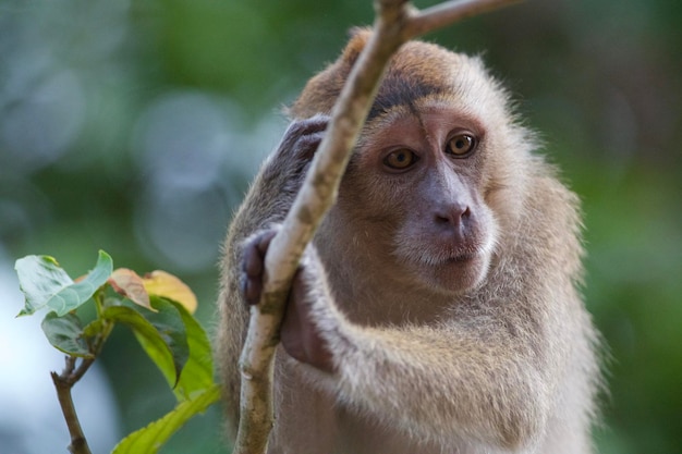 Photo close-up of monkey