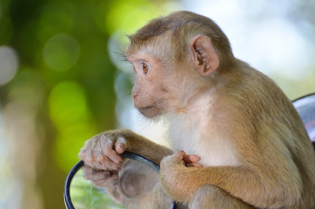 Photo close-up of monkey