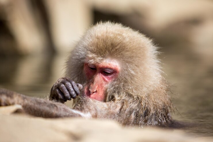 Photo close-up of monkey