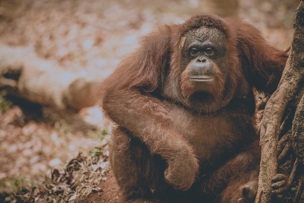 close-up of monkey