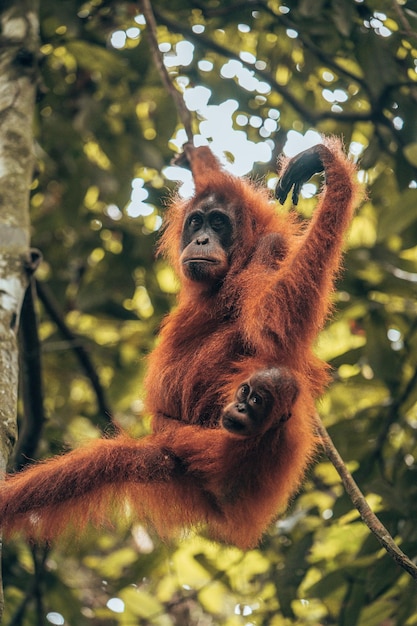 close-up of monkey