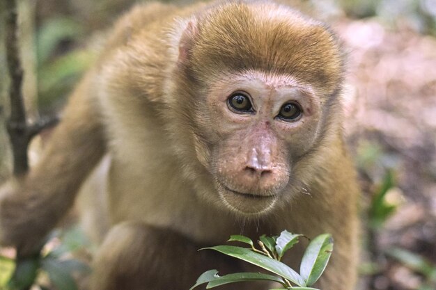 Photo close-up of monkey