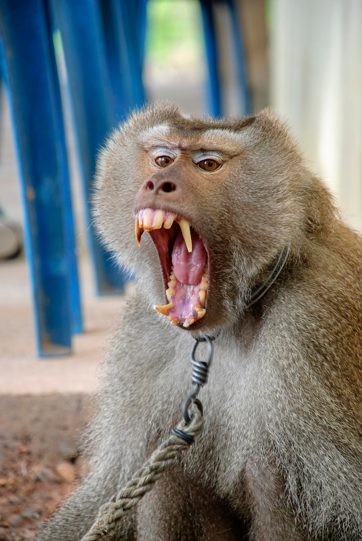 Photo close-up of monkey