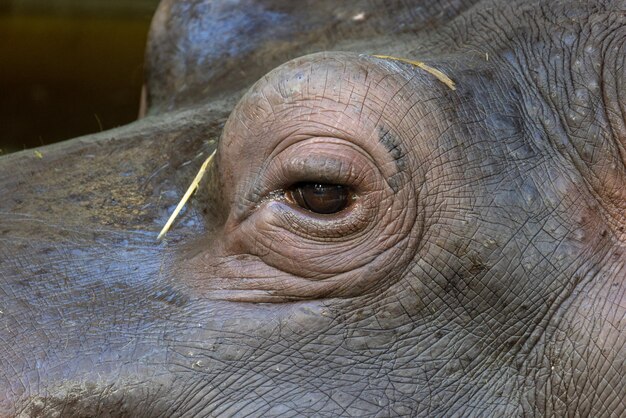 Photo close-up of monkey