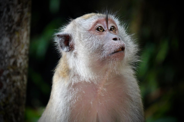 Photo close-up of monkey