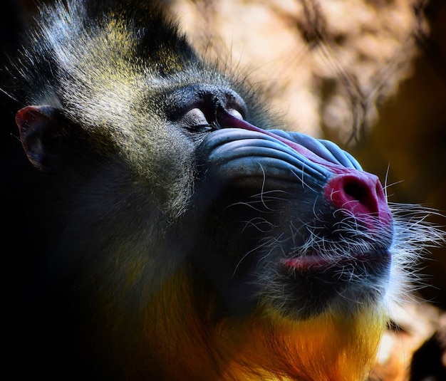 Photo close-up of a monkey