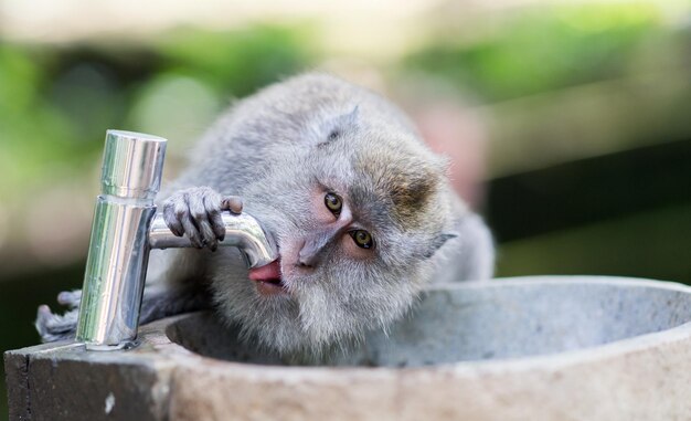 Photo close-up of monkey