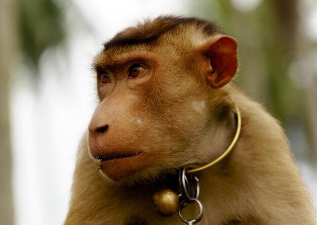 Photo close-up of monkey