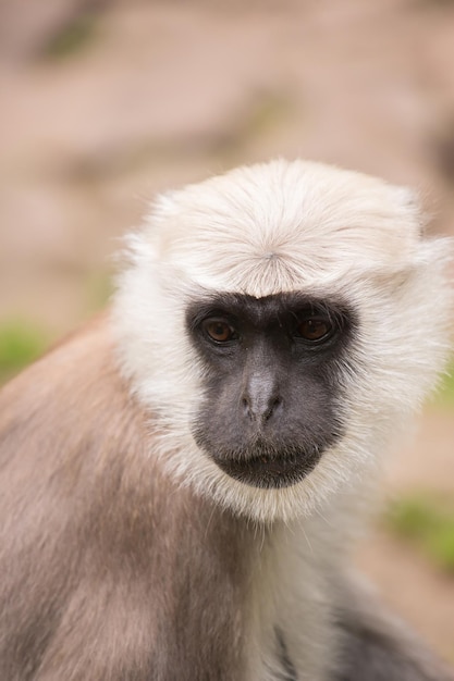 Photo close-up of monkey