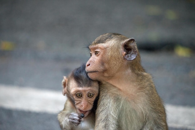 Photo close-up of monkey