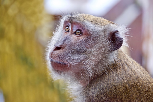 close-up of monkey