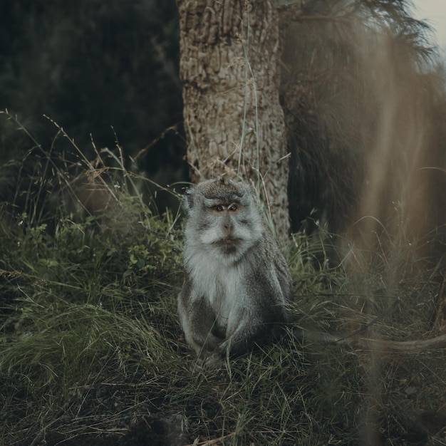 Photo close-up of monkey