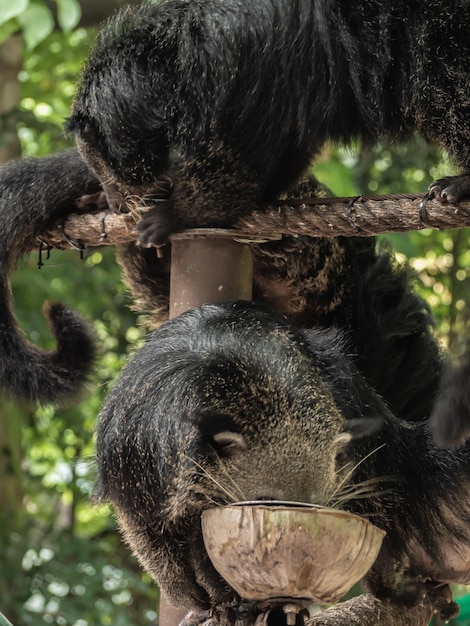 Photo close-up of monkey