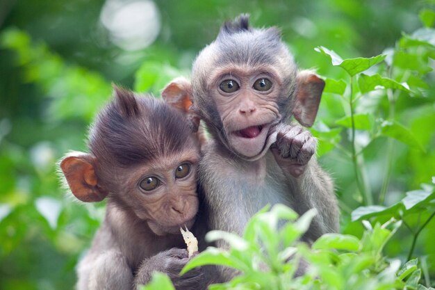 Photo close-up of monkey