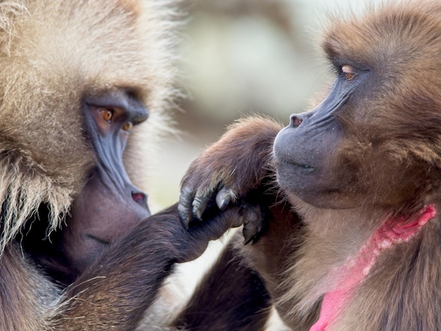 Close-up of a monkey