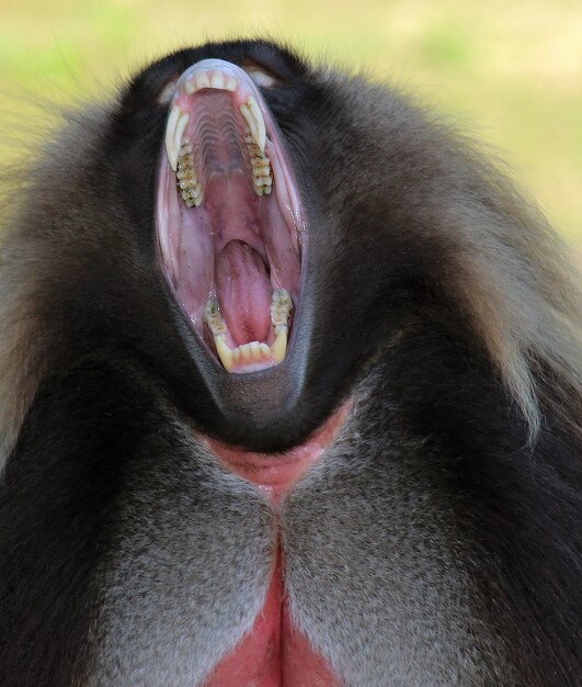 Photo close-up of a monkey