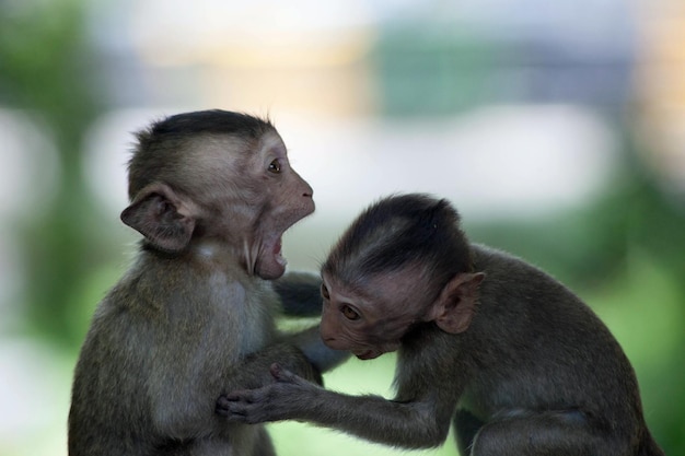 Photo close-up of monkey