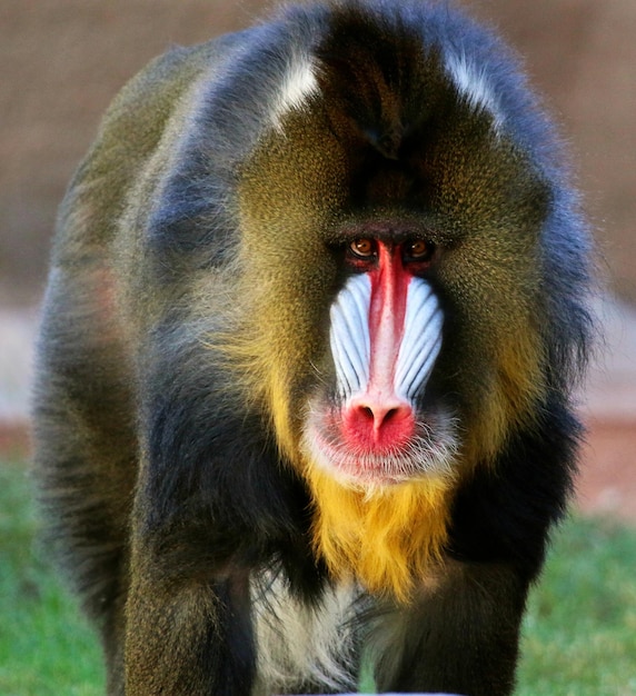 Photo close-up of monkey