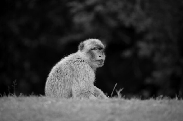 Photo close-up of monkey