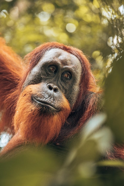 close-up of monkey