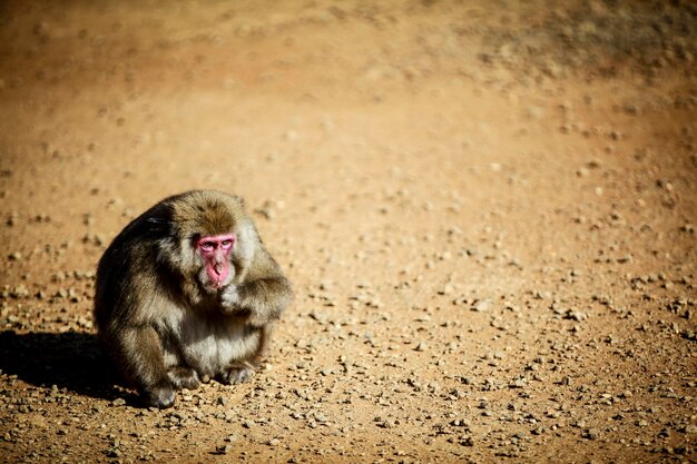 Photo close-up of monkey