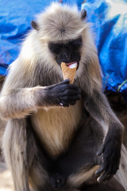 Close-up of monkey