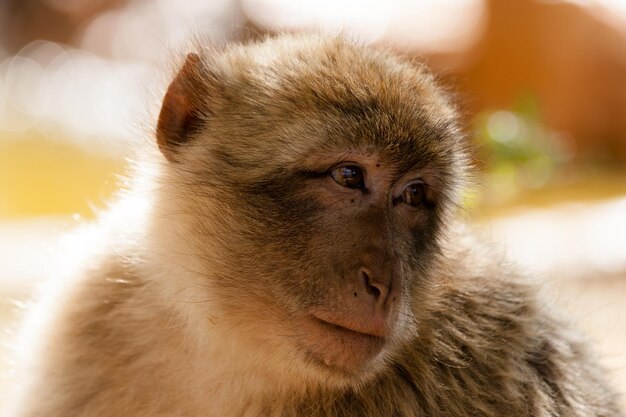 Close-up of monkey