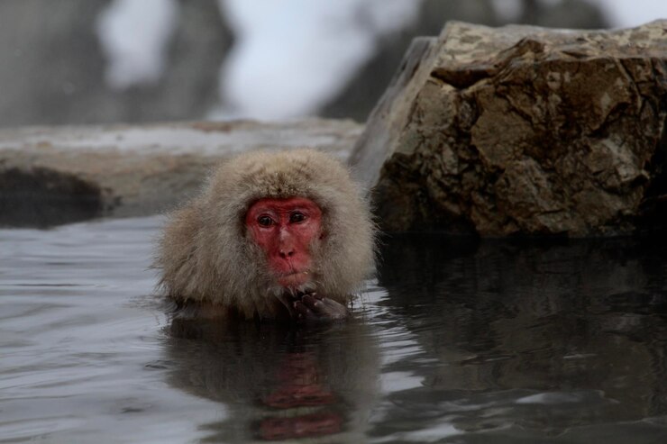Photo close-up of monkeys in hot bath