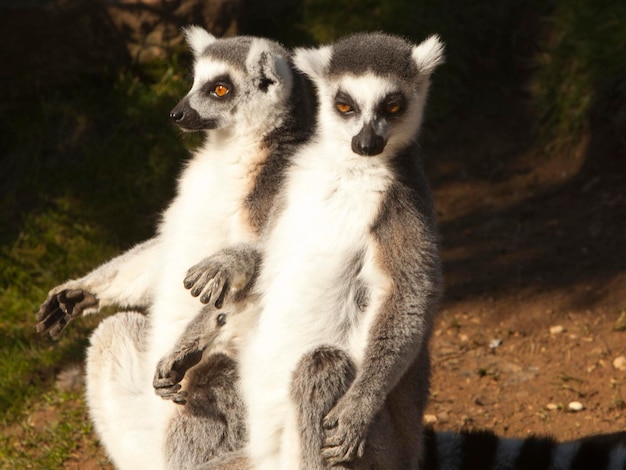 Close-up of monkeys sitting outdoors