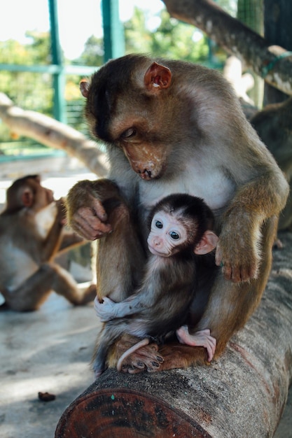 Close-up of monkeys