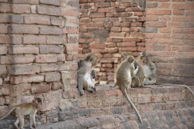 Close-up of monkeys