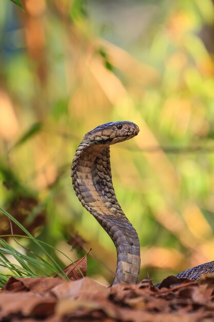 Close-up Monocellate Cobra