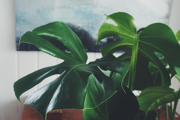 Photo close-up of monstera at home