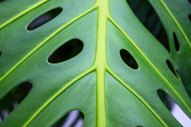 テクスチャまたは背景のモンステラ シュロの葉のクローズ アップ 抽象的な熱帯植物のイメージ