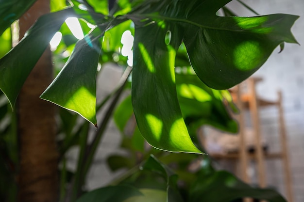 タイル張りの壁にモンステラまたはフィロデンドロンの葉のクローズアップエキゾチックな熱帯観葉植物