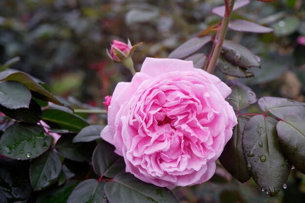 Close-up mooie bloeiende roze roos in de tuin.