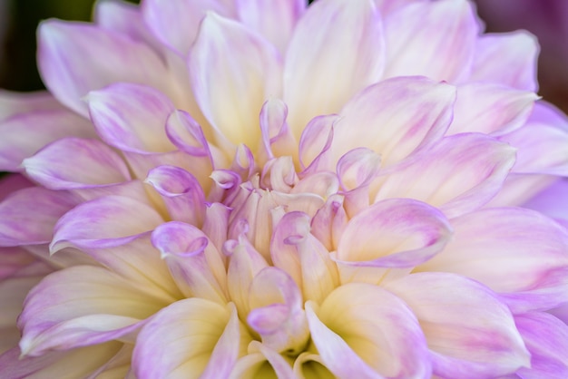 Close-up mooie bloem met paarse en witte bloemblaadjes van Dahlia-hybride voor achtergrond