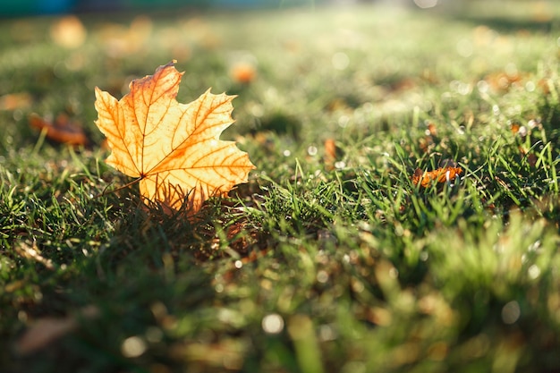 Close-up mooie gele bladeren liggen op het groene gras herfst zonnige dag