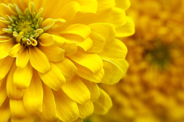 Foto close-up mooie gele chrysant bloem achtergrond