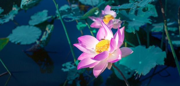 Close-up mooie Indiase lotusbloem in pondPink grote Lotus Flower achtergrond Lily Floating